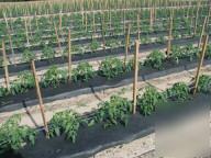 Plastic mulch film 3' black 4000' 1MIL row cover pliant